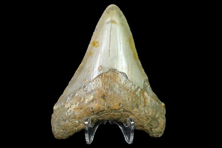 Fossil Megalodon Tooth - North Carolina #129954